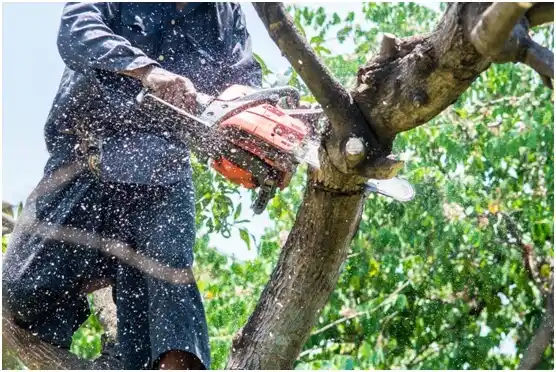 tree services Jauca